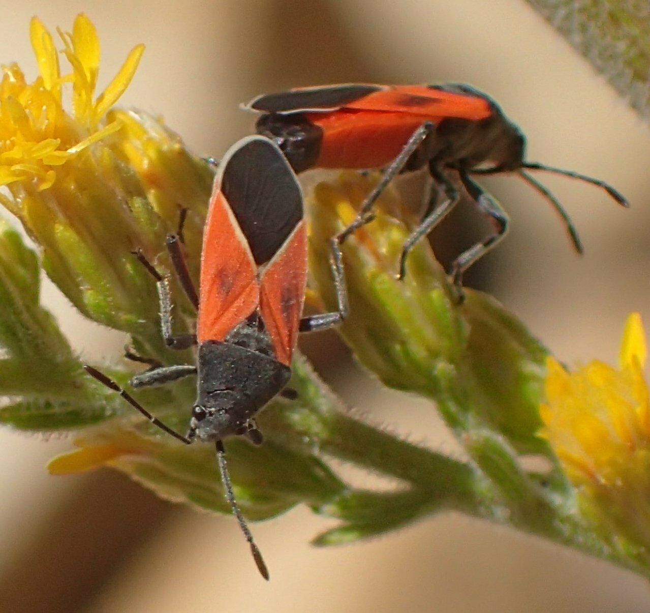 High Resolution Melanopleurus belfragei Female